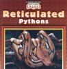 Reticulated_pythons